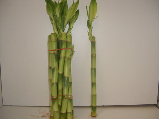 Bamboo