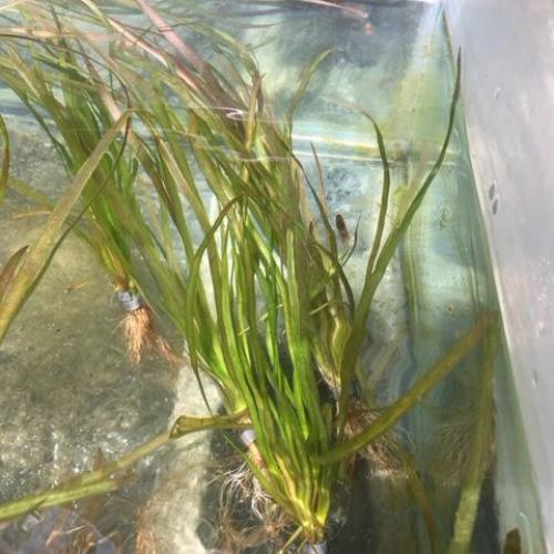 Italian Vallisneria bunch and lead weight