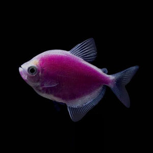 Galactic Purple GloFish Tetra