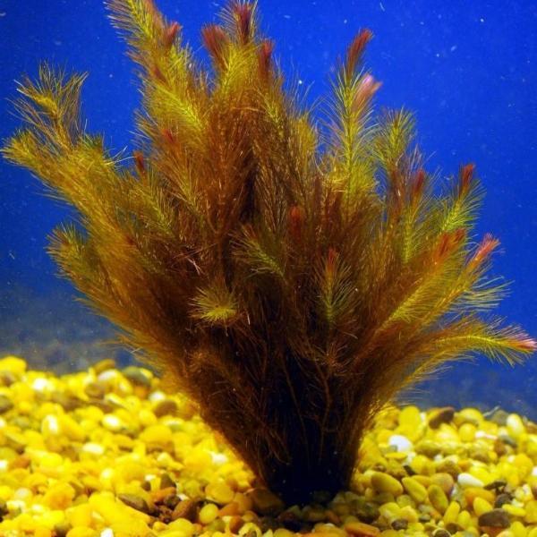 Rotala Wallichii bunch and lead weight